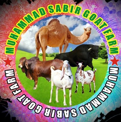 Sabir Goat Farm, Indus Highway, Jampur Raod DG Khan