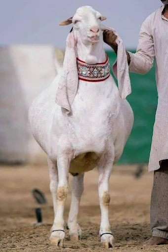 Sajawal Goat Farm | Dera Ghazi Khan